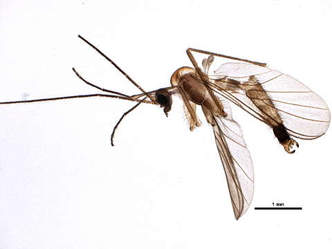 Image of predatory fungus gnats