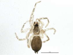 Image of sac spiders