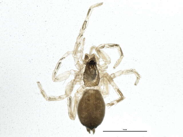 Image of sac spiders