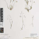 Image of Sphenopus