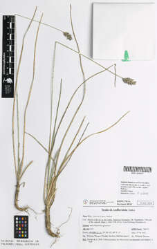 Image of Moor Grasses