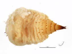 Image of Apiomorpha spinifer Froggatt 1930