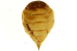 Image of Apiomorpha munita