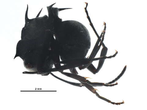 Image de Polyrhachis