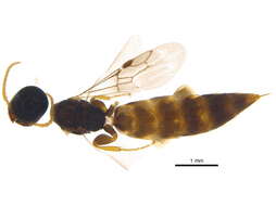 Image of Scolebythidae