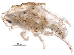 Image of flatid planthoppers