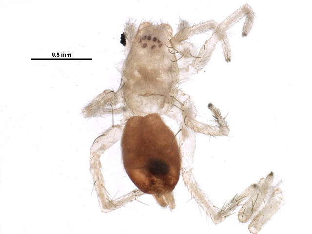 Image of sac spiders