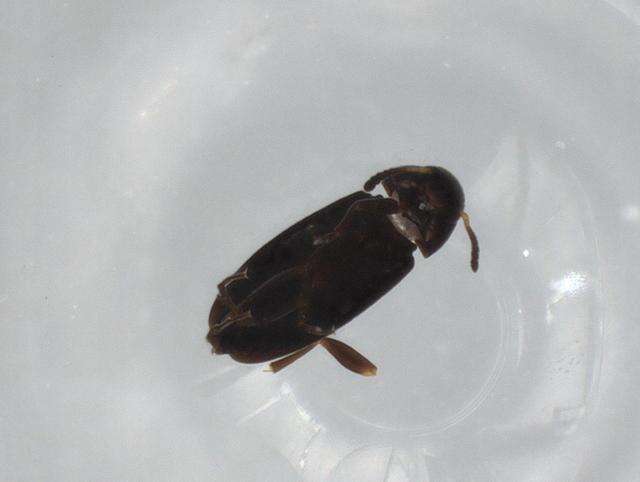 Image of Anaspidinae