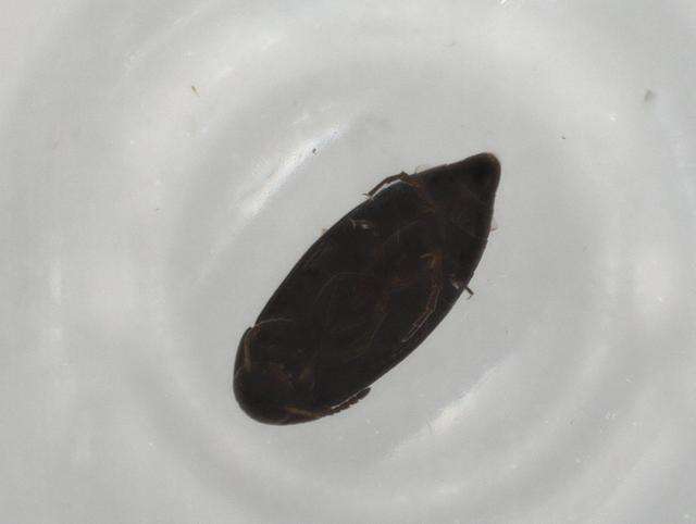 Image of Anaspidinae