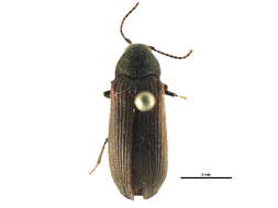 Image of false click beetles
