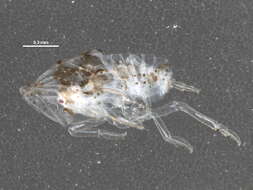 Image of flatid planthoppers