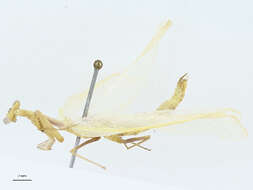 صورة Miomantidae Westwood 1889