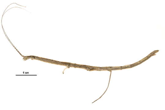 Image of walking sticks