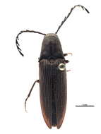 Image of "Click Beetles, Net-winged Beetle, Fireflies, and relatives"