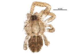 Image of crab spiders