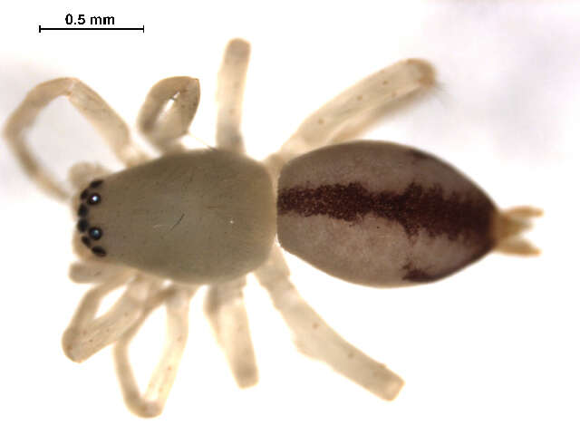 Image of sac spiders