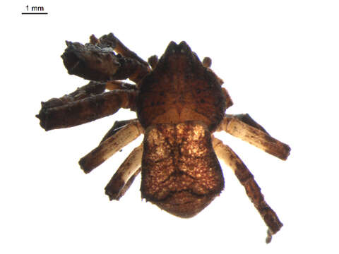 Image of crab spiders