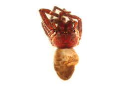 Image of Golden Huntsman Spiders
