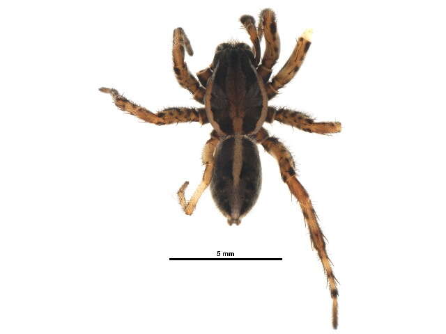 Image of Artoriopsis