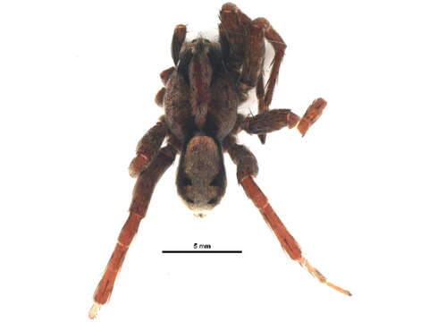 Imagem de Lycosidae