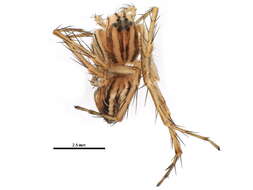 Image of lynx spider