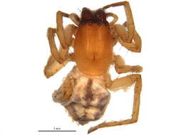 Image of sac spiders