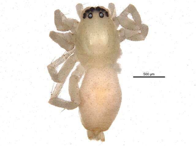 Image of sac spiders