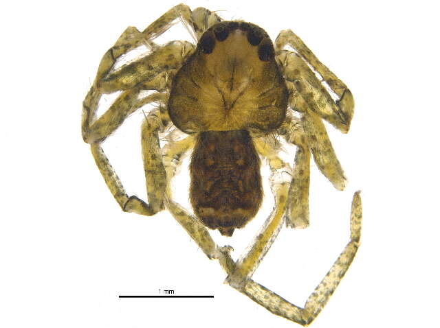 Image of wall crab spiders