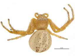 Image of crab spiders