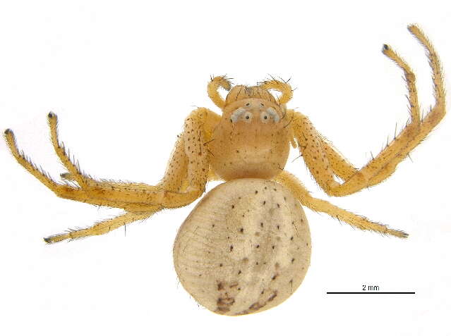 Image of crab spiders