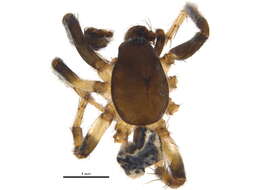 Plancia ëd Zodariidae