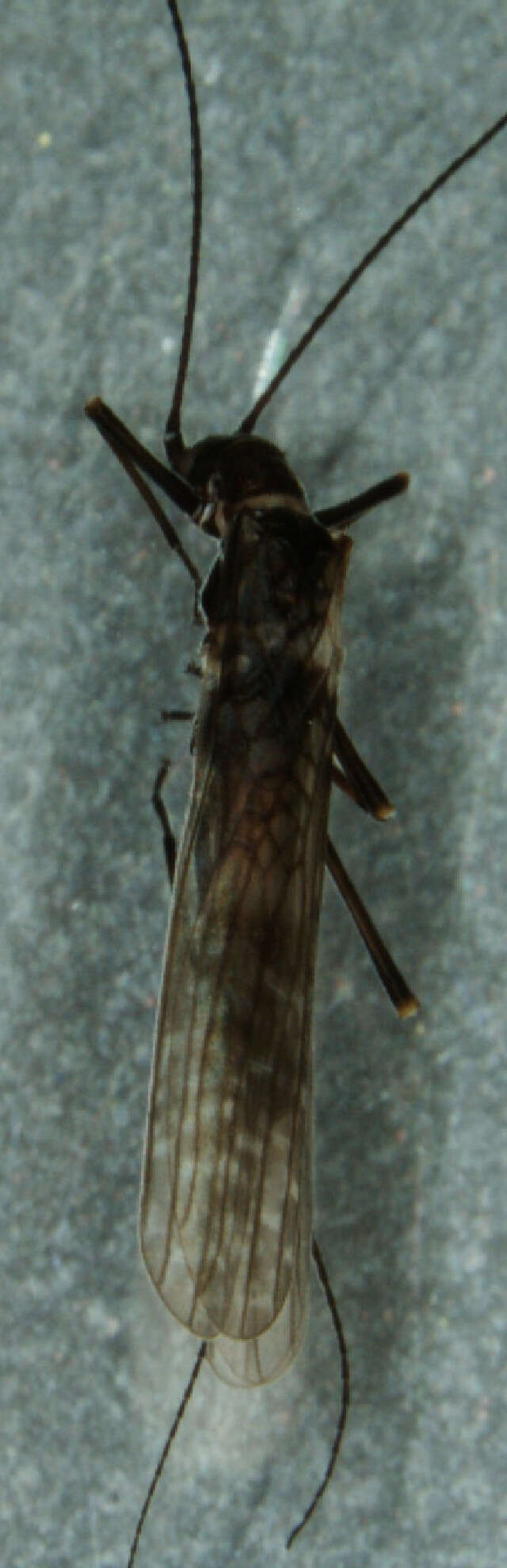 Image of Leptoperla