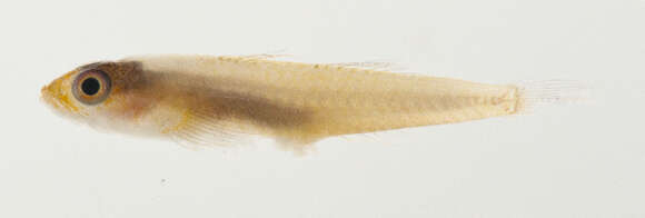 Image of Gobies