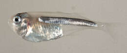 Image of Isonidae