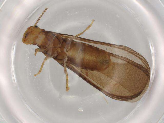 Image of drywood termite