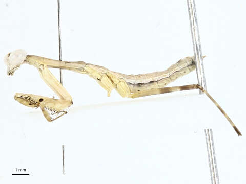 Image of Polyspilota