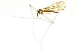 Image of Tipulinae