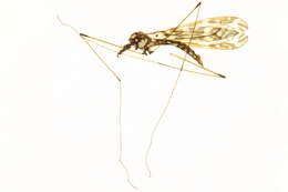 Image of Tipulinae