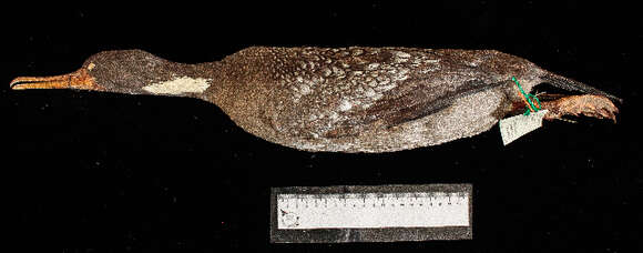 Image of Phalacrocorax Brisson 1760