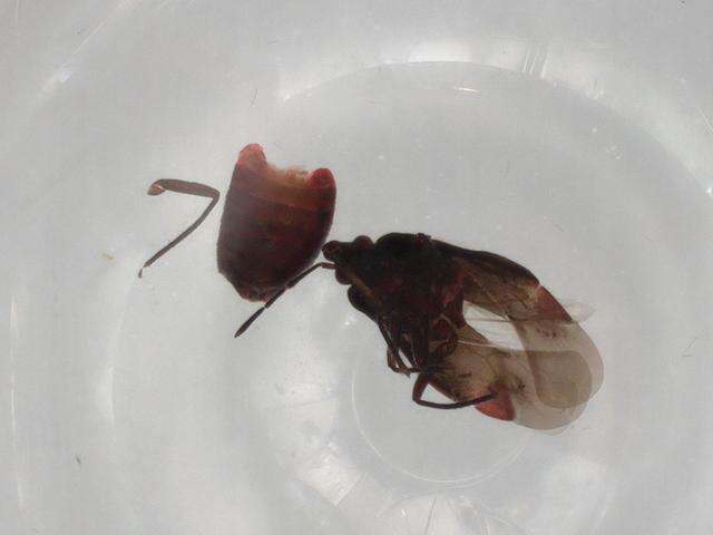 Image of Microphysoidea