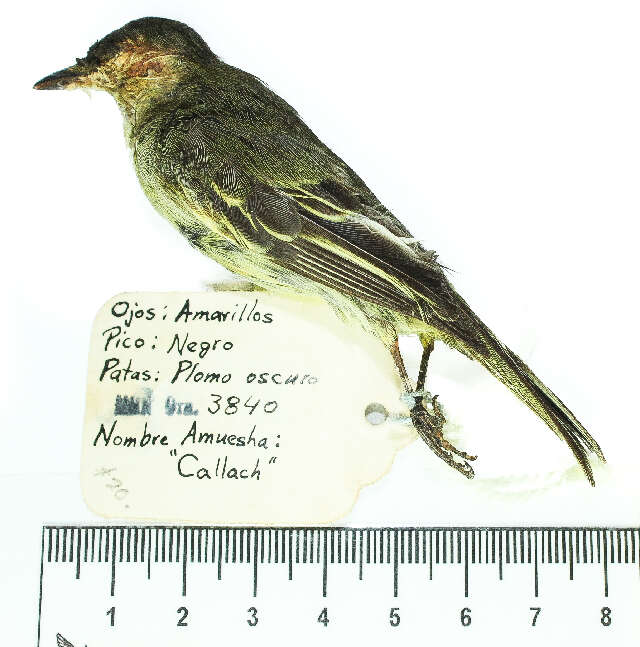 Image of Tyrannulets