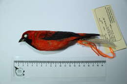 Image of tanagers