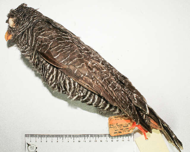 Image of Strix Linnaeus 1758