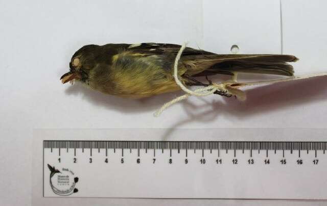 Image of ovenbirds