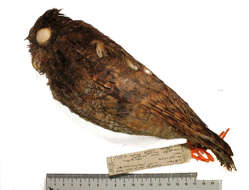 Image of Screech owl