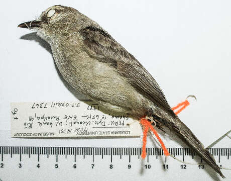 Image of tyrant flycatchers