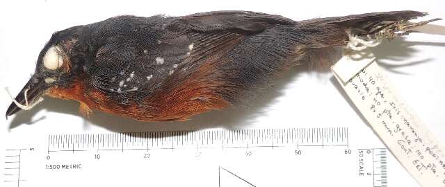 Image of typical antbirds