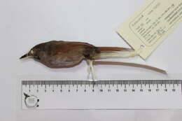 Image of ovenbirds