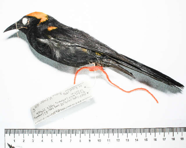 Image de Oriole