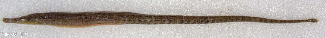 Image of river pipefishes